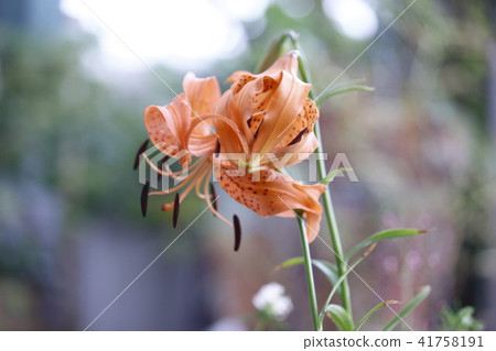 Oni lily Oni lily 41758191
