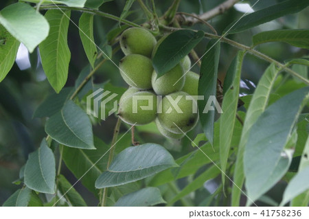 Onigurumi Onigurumi 41758236