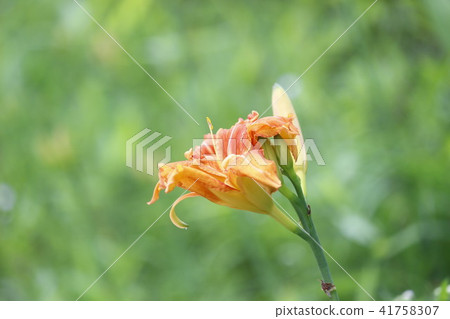 Yabukanzou Yabukanzou 41758307