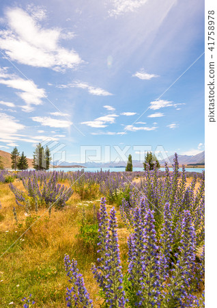 Lake Tekapo and Rubinas in fine weather 41758978