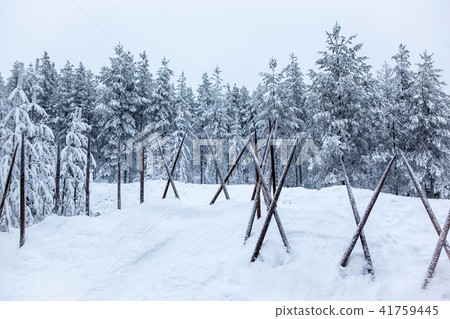 Fairy Tale Forest covered with snow. Finnish Lapland. Fairy Tale Forest covered with snow. Finnish Lapland. 41759445
