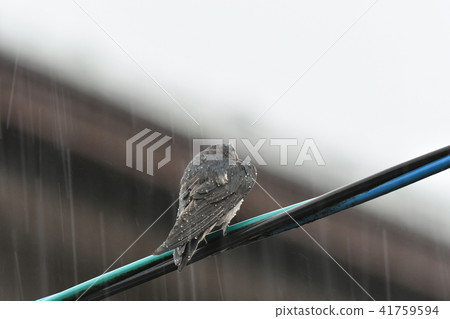 Swallow · Chick Swallow · Chick 41759594
