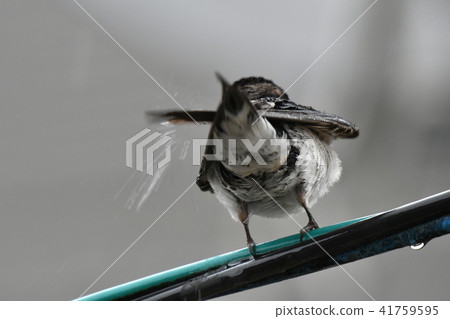 Swallow · get wet 41759595