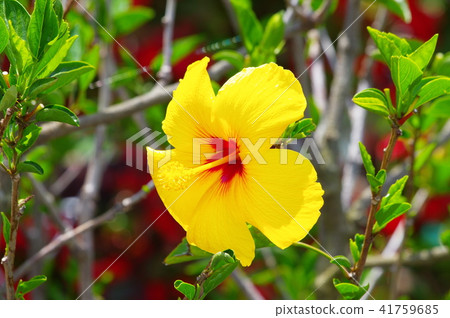 淡黃色的芙蓉 淡黃色的芙蓉 41759685