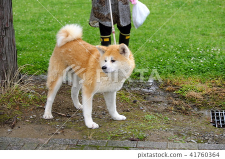 Puppy of Akita dog replacement period Puppy of Akita dog replacement period 41760364