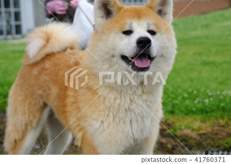 Puppy of Akita dog replacement period 41760371