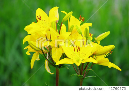 Yellow lily flowers Yellow lily flowers 41760373
