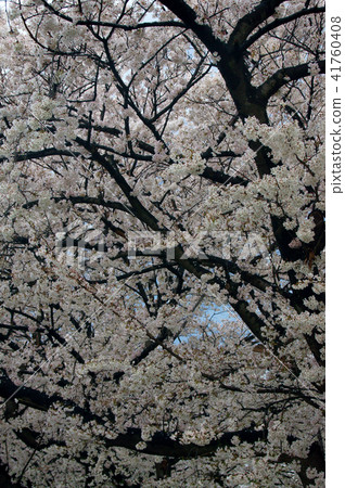 雨後的櫻花 雨後的櫻花 41760408