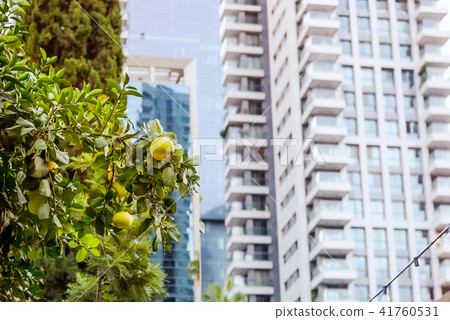 Harmony of nature and modern urban landscape. Grapefruit tree front of modern glass apartment Harmony of nature and modern urban landscape. Grapefruit tree front of modern glass apartment 41760531