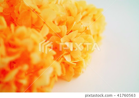 繡球 繡球 41760563