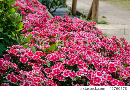 玫瑰花 玫瑰花 41760578