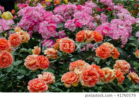 玫瑰花 玫瑰花 41760579
