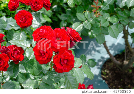 玫瑰花 41760590