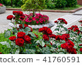 Rose flower 41760591