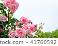Rose flower 41760592