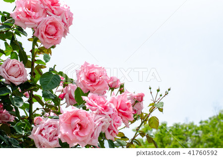 Rose flower Rose flower 41760592