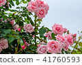 Rose flower 41760593