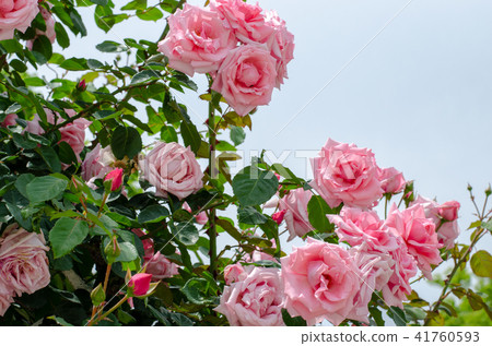 玫瑰花 玫瑰花 41760593