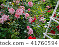 Rose flower 41760594