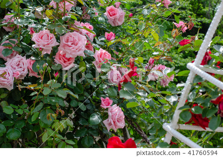 Rose flower Rose flower 41760594