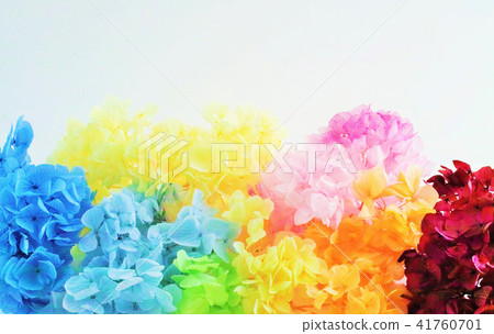 hydrangea hydrangea 41760701