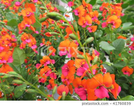 Colisema Kordartum 41760839