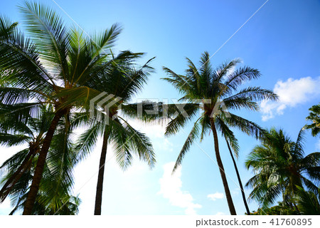 棕櫚樹和夏威夷的天空 41760895