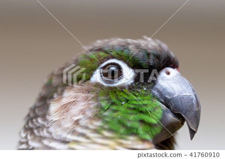 面對長尾小鸚鵡 41760910