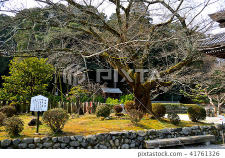 Tachibanaji Rondoka土墩 41761326