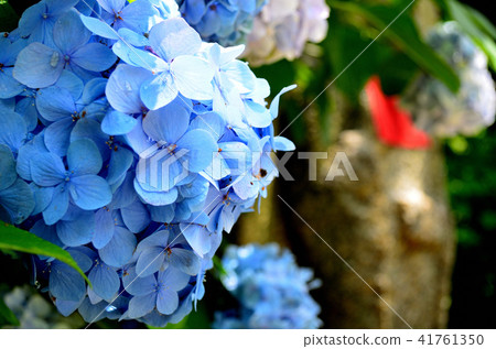 Yada Temple hydrangea and miso lion Jizo 41761350