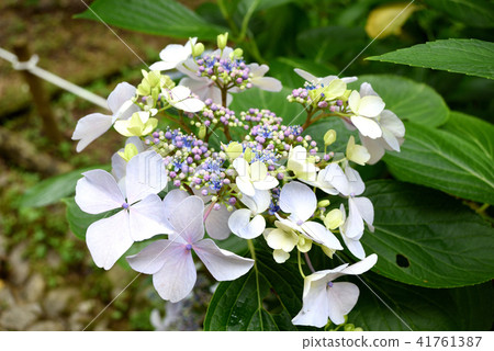 Gaku hydrangea Gaku hydrangea 41761387