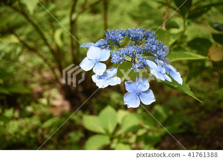  Gaku hydrangea 41761388