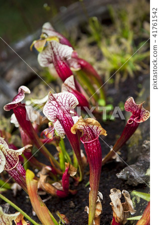 Close up of carnivorous plants 41761542