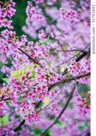 Full bloom Sakura or cherry blossom branch 41761681
