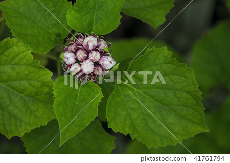 Beautiful large white flowers,rose clerodendrum. 41761794