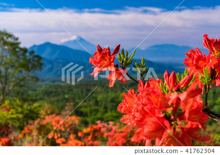 [山梨縣]富士山，清裡碧森，杜鵑花盛開 41762304