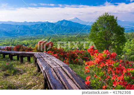 [Yamanashi Prefecture] Kiyosato's beautiful forest where azaleas bloom Mt. Fuji 41762308
