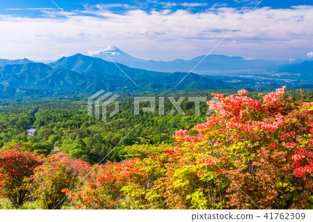 [山梨縣]清里美麗的森林，杜鵑花盛開在富士山上 41762309