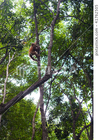 野生兒童orang utan 野生兒童orang utan 41762505