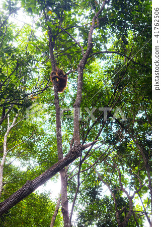 野生兒童orang utan 野生兒童orang utan 41762506