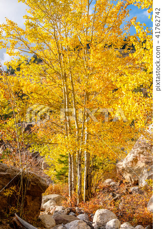 Aspen grove at autumn in Rocky Mountains 41762742