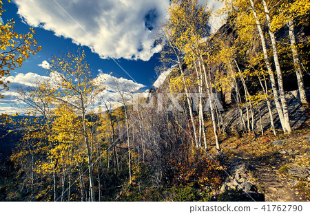 Aspen grove at autumn in Rocky Mountains Aspen grove at autumn in Rocky Mountains 41762790