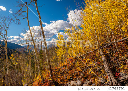 Aspen grove at autumn in Rocky Mountains Aspen grove at autumn in Rocky Mountains 41762791
