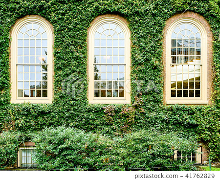 Ivy wall in Harvard Ivy wall in Harvard 41762829