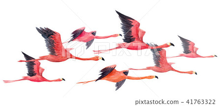 Watercolor flamingo illustration Watercolor flamingo illustration 41763322
