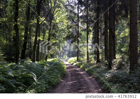 Forest lane in the Bergherbos Forest lane in the Bergherbos 41763912