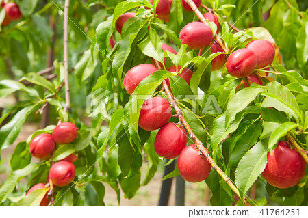 Ripe juicy peaches on a branch in the summer. Gene Ripe juicy peaches on a branch in the summer. Gene 41764251
