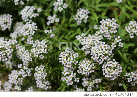 Sweet Allsum Flower 41764314