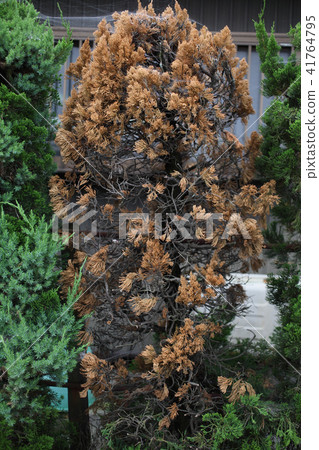 枯萎的花園樹 枯萎的花園樹 41764795