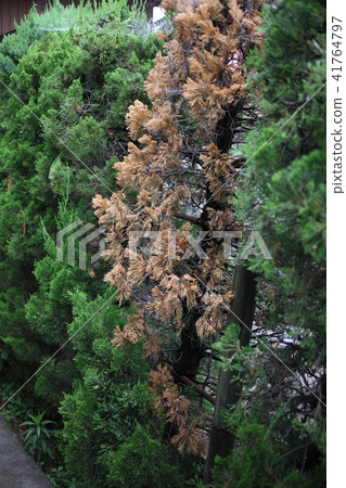 枯萎的花園樹 枯萎的花園樹 41764797